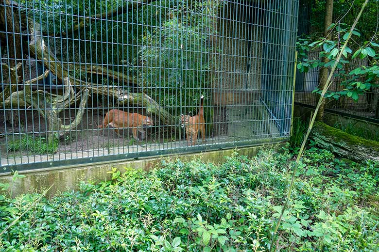 Weibliche Asiatische Goldkatzen CATBA und TILA am 12. Mai 2024 auf der Außenanlage am Großkatzen-Haus im Grünen Zoo Wuppertal