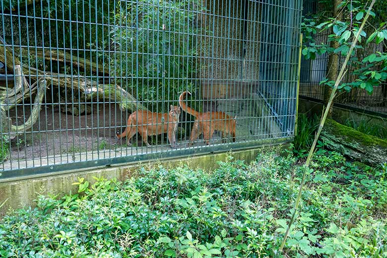 Weibliche Asiatische Goldkatzen CATBA und TILA am 12. Mai 2024 auf der Außenanlage am Großkatzen-Haus im Zoologischen Garten Wuppertal