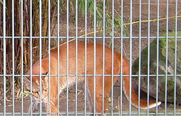 Asiatische Goldkatze im Zoologischen Garten Wuppertal im Januar 2009
