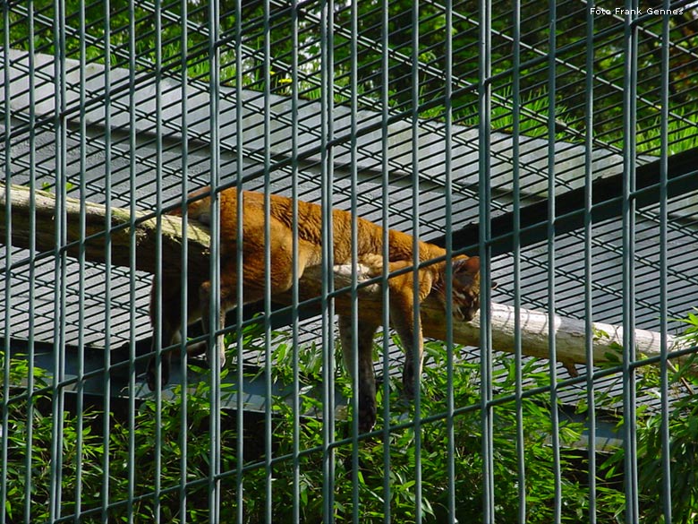 Asiatische Goldkatze im Grünen Zoo Wuppertal im Mai 2008 (Foto Frank Gennes)