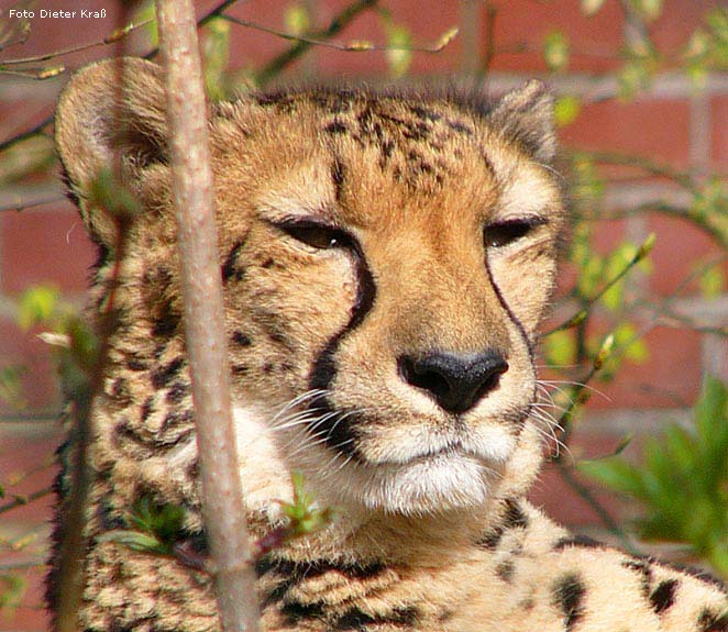 Gepard im Wuppertaler Zoo 2008 (Foto Dieter Kraß)