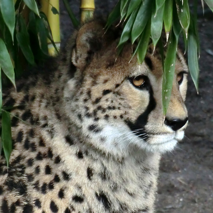 Gepard im Wuppertaler Zoo im Februar 2013