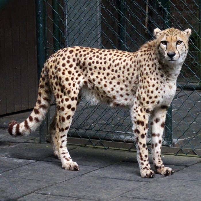 Gepard im Wuppertaler Zoo im Mai 2015