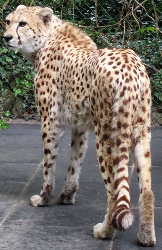 Gepard im Zoologischen Garten Wuppertal im Mai 2015