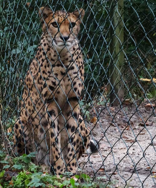 Jüngere Gepardin im Zoologischen Garten der Stadt Wuppertal