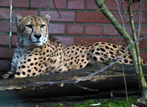 Gepardin am 19. Dezember 2015 im Zoologischen Garten Wuppertal