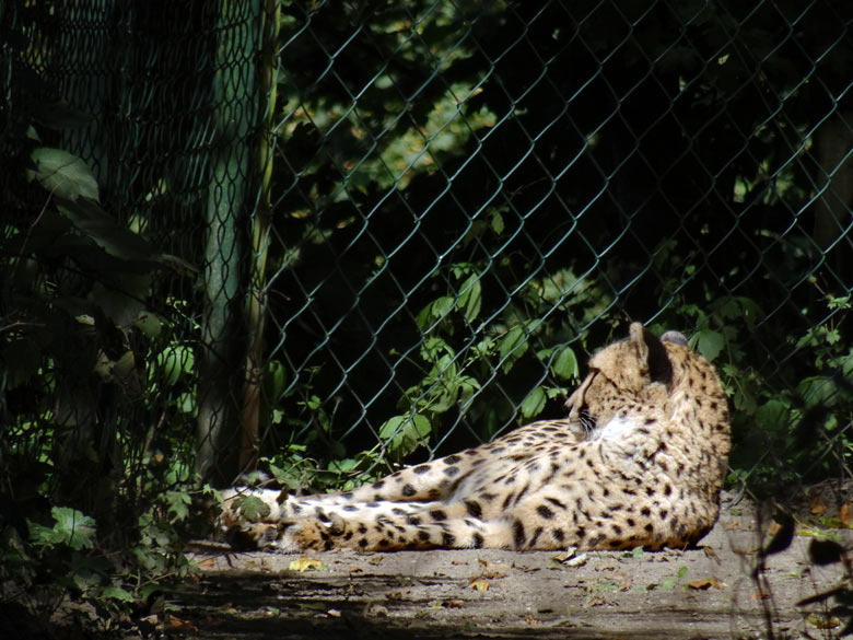 Gepardin am 28. August 2016 im Wuppertaler Zoo