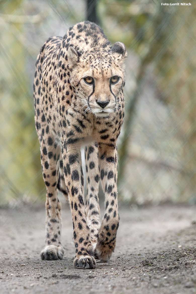 Gepard am 3. April 2018 auf der Außenanlage im Wuppertaler Zoo (Foto Gerrit Nitsch)