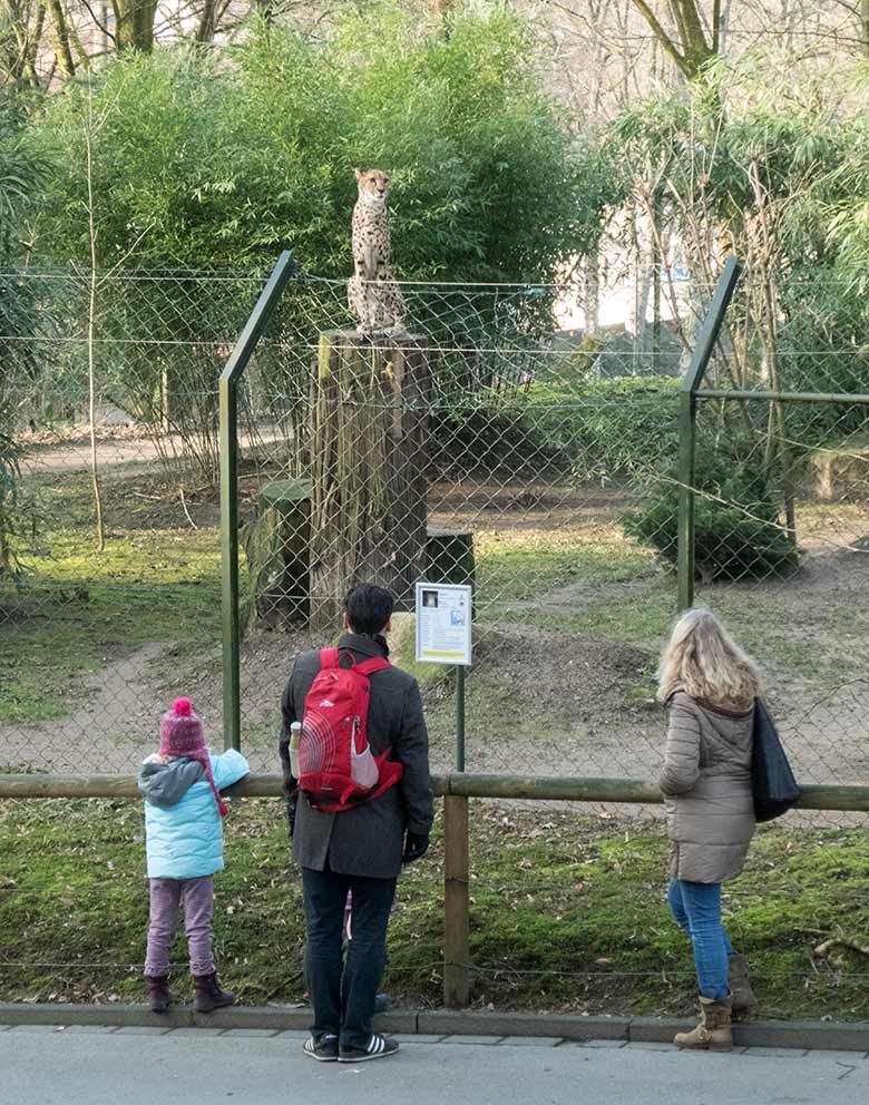 Gepardin am 26. Januar 2020 auf der Außenanlage im Grünen Zoo Wuppertal