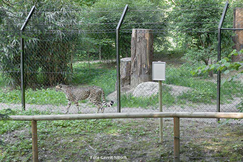 Gepardin am 18. Mai 2020 auf der Außenanlage im Grünen Zoo Wuppertal (Foto Gerrit Nitsch)