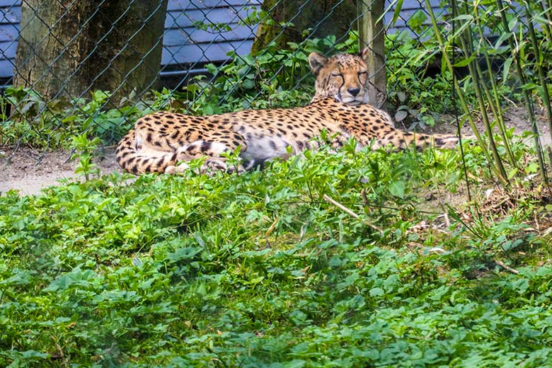 Südafrikanische Gepardin am 1. Mai 2021 auf der Außenanlage im Grünen Zoo Wuppertal