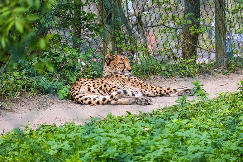 Südafrikanische Gepardin am 1. Mai 2021 auf der Außenanlage im Wuppertaler Zoo