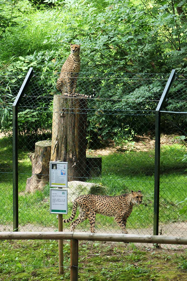 Zwei weibliche Südafrikanische Geparden am 8. August 2021 auf der Außenanlage im Grünen Zoo Wuppertal