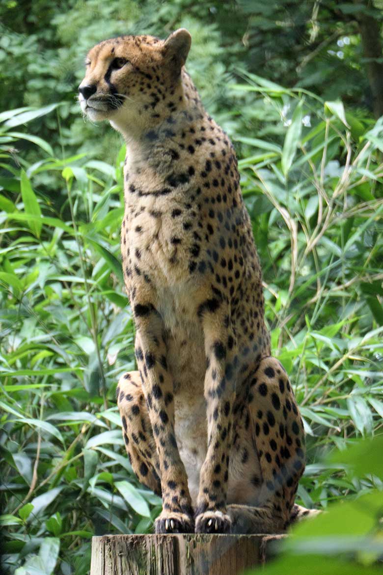 Südafrikanische Gepardin am 8. August 2021 auf der Außenanlage im Zoologischen Garten Wuppertal