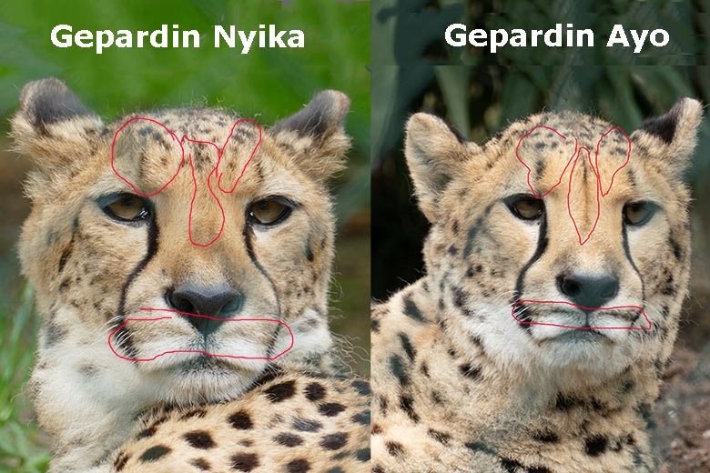 Vergleich der Südafrikanischen Geparden-Katzen NYIKA und AYO am 15. April 2022 auf der Außenanlage im Wuppertaler Zoo