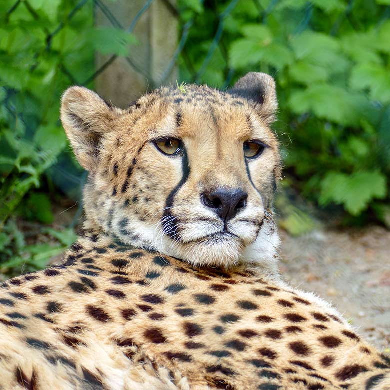 Südafrikanische Gepardin AYO am 7. Mai 2022 auf der Außenanlage im Zoologischen Garten Wuppertal