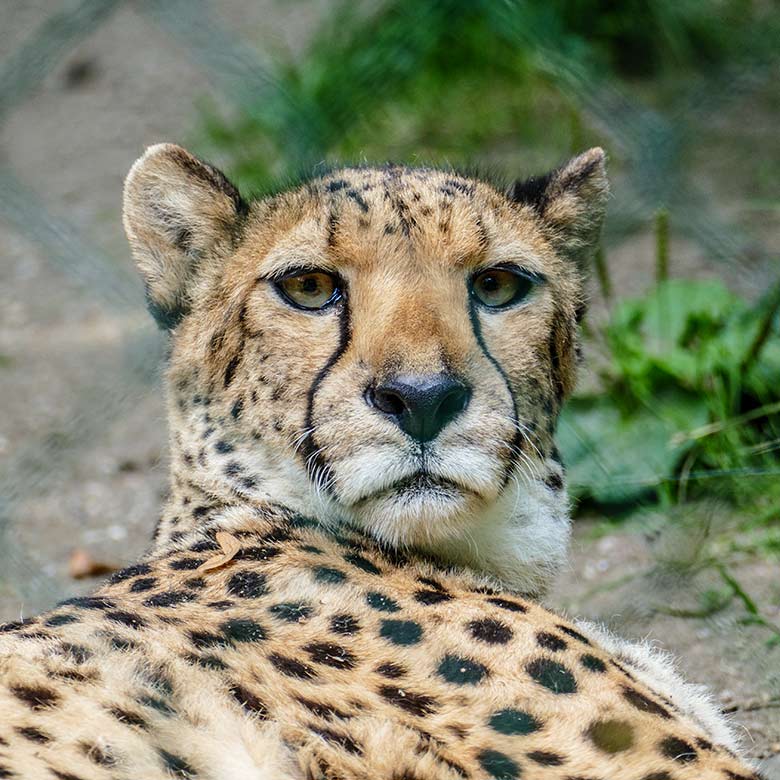 Südafrikanische Gepardin NYIKA am 12. Juli 2022 auf der Außenanlage im Grünen Zoo Wuppertal