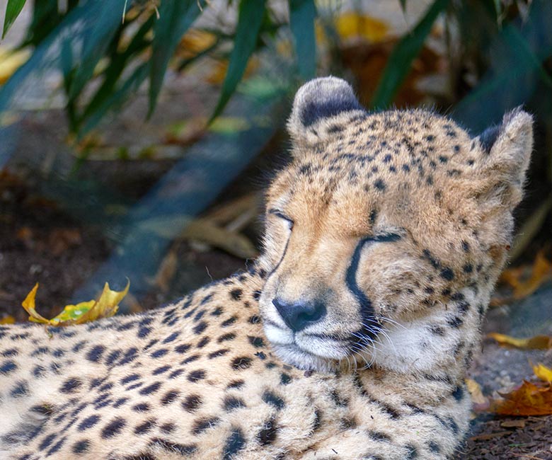Südafrikanische Gepardin AYO am 13. Oktober 2022 auf der Außenanlage im Zoologischen Garten Wuppertal