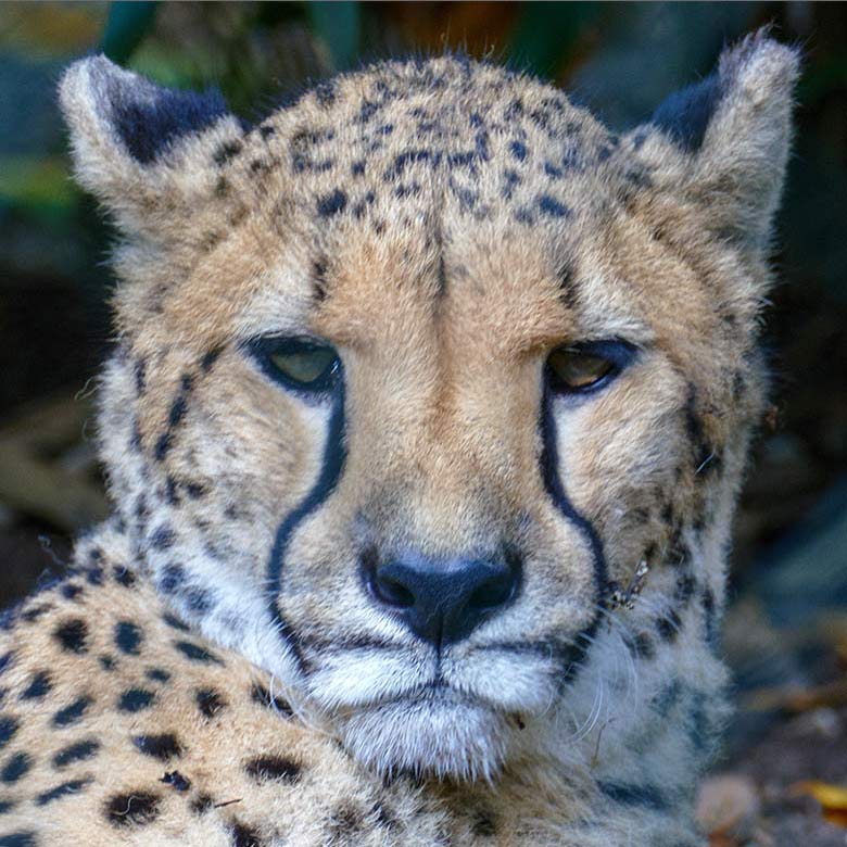 Südafrikanische Gepardin AYO am 13. Oktober 2022 auf der Außenanlage im Wuppertaler Zoo