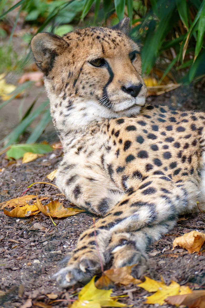 Südafrikanische Gepardin NYIKA am 13. Oktober 2022 auf der Außenanlage im Grünen Zoo Wuppertal