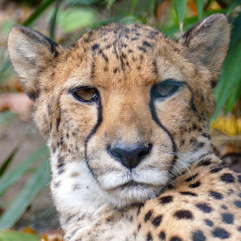 Südafrikanische Gepardin NYIKA am 13. Oktober 2022 auf der Außenanlage im Zoo Wuppertal