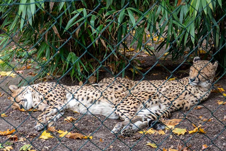 Südafrikanische Geparden-Katzen NYIKA und AYO am 13. Oktober 2022 auf der Außenanlage im Grünen Zoo Wuppertal