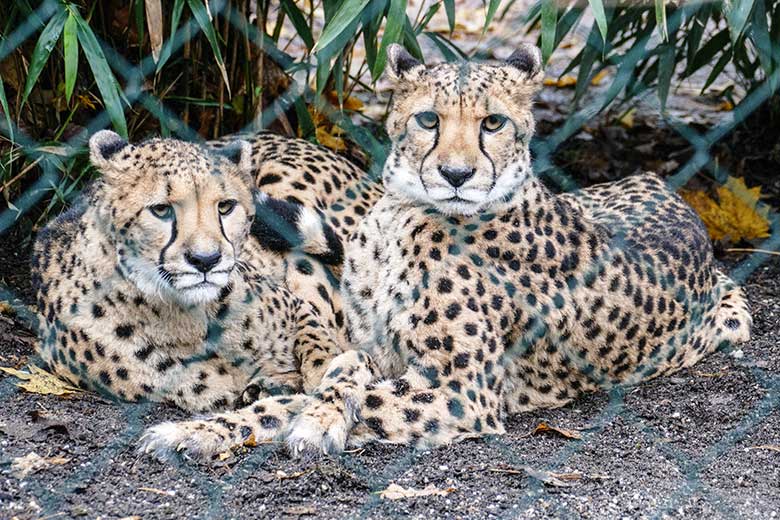 Südafrikanische Geparden-Katzen AYO und NYIKA am 7. Dezember 2022 auf der Außenanlage im Wuppertaler Zoo