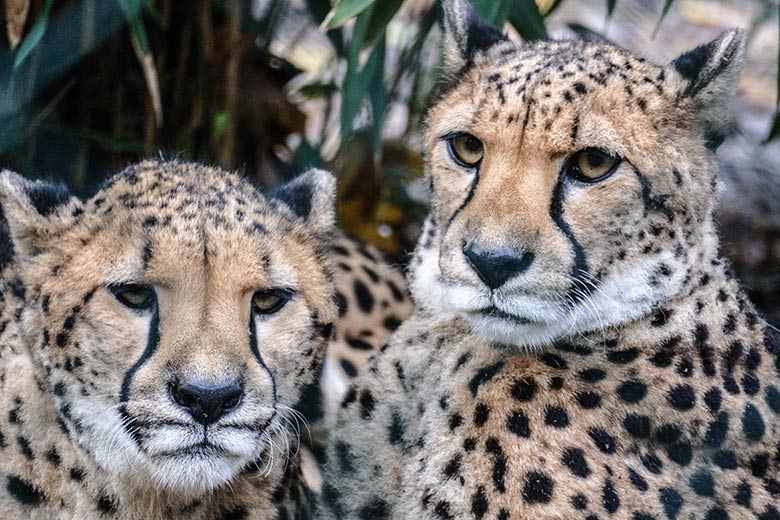 Südafrikanische Geparden-Katzen AYO und NYIKA am 7. Dezember 2022 auf der Außenanlage im Grünen Zoo Wuppertal