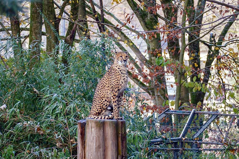 Südafrikanische Geparden-Katze AYO am 13. Dezember 2022 auf der Außenanlage im Wuppertaler Zoo