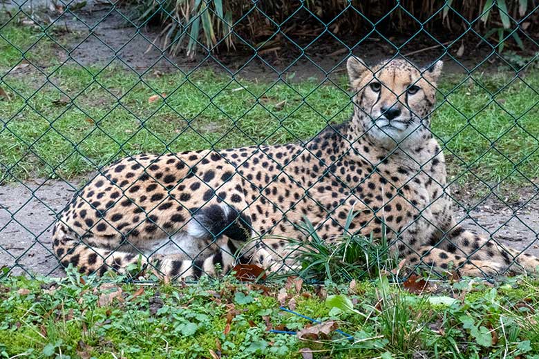 Südafrikanische Geparden-Katze AYO am 3. Februar 2023 auf der Außenanlage im Wuppertaler Zoo