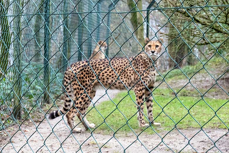 Südafrikanische Geparden-Katzen NYIKA und AYO (hinten) am 3. Februar 2023 auf der Außenanlage im Grünen Zoo Wuppertal