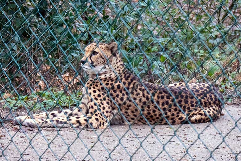 Südafrikanische Geparden-Katze NYIKA am 3. Februar 2023 auf der Außenanlage im Zoologischen Garten Wuppertal