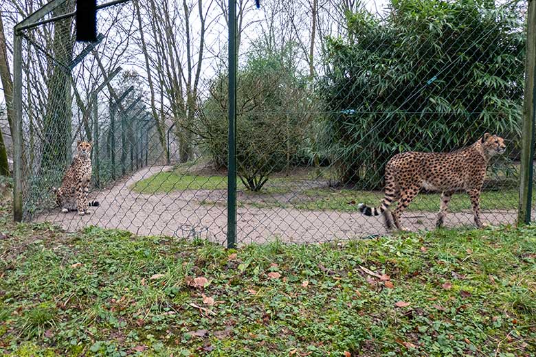 Südafrikanische Geparden-Katzen NYIKA und AYO (rechts) am 3. Februar 2023 auf der Außenanlage im Zoo Wuppertal