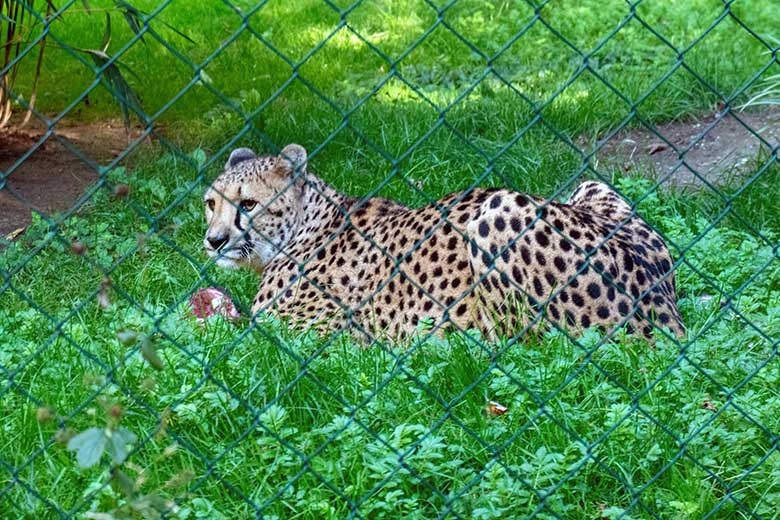 Südafrikanische Gepardin AYO am 6. September 2023 auf der Außenanlage im Wuppertaler Zoo