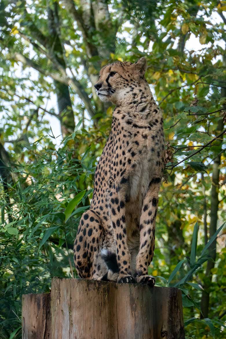 Südafrikanische Gepardin AYO am 6. November 2023 auf der Außenanlage im Grünen Zoo Wuppertal