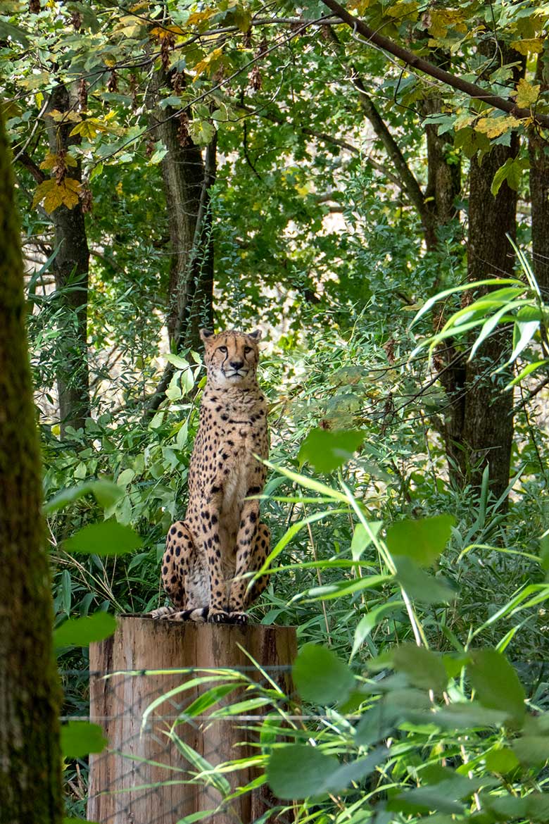 Südafrikanische Gepardin AYO am 6. November 2023 auf der Außenanlage im Zoologischen Garten Wuppertal