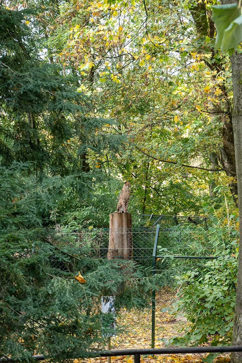 Südafrikanische Gepardin AYO am 6. November 2023 auf der Außenanlage im Zoo Wuppertal