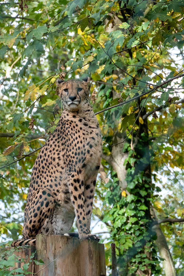 Südafrikanische Gepardin AYO am 6. November 2023 auf der Außenanlage im Wuppertaler Zoo