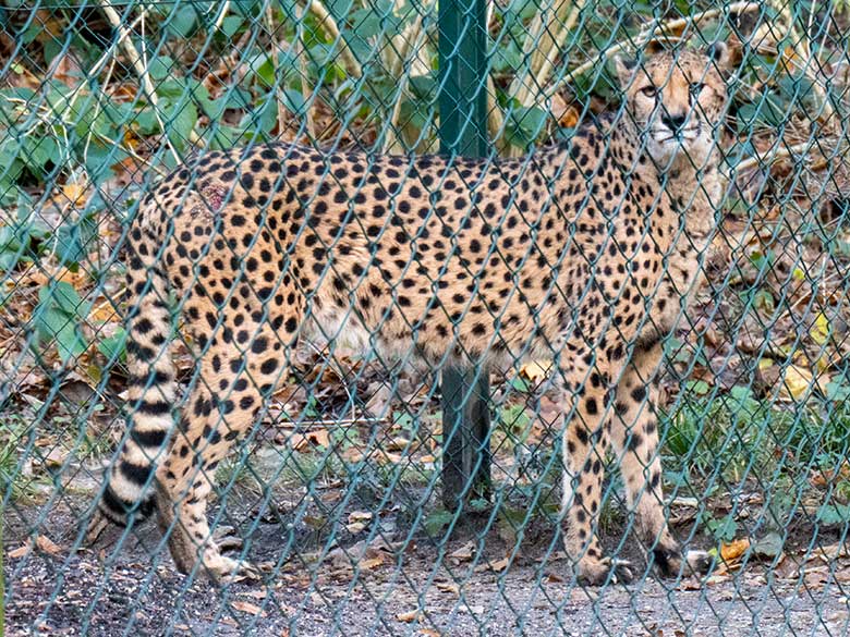 Südafrikanische Gepardin AYO am 10. Dezember 2023 auf der Außenanlage im Wuppertaler Zoo