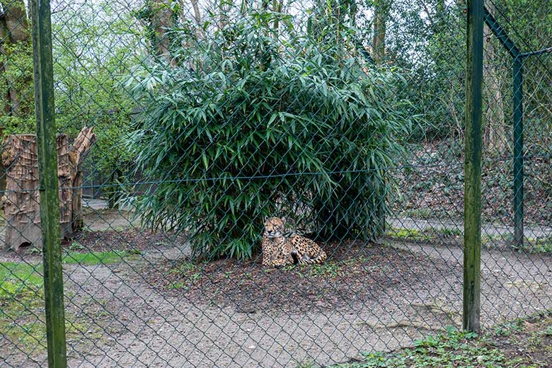 Südafrikanische Gepardin AYO am 18. März 2024 auf der Außenanlage im Zoologischen Garten der Stadt Wuppertal