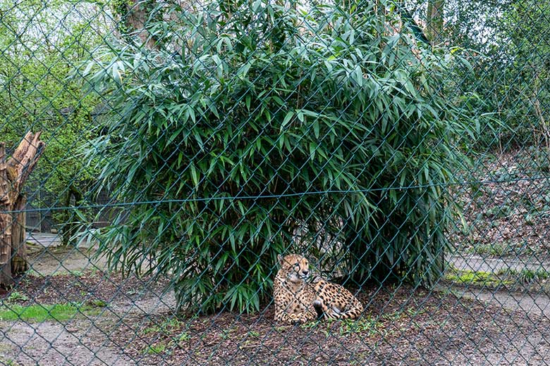 Südafrikanische Gepardin AYO am 18. März 2024 auf der Außenanlage im Zoo Wuppertal