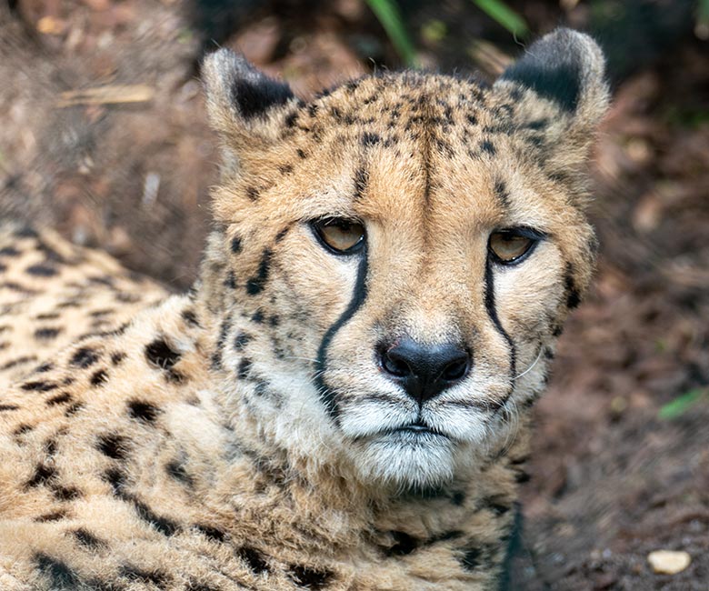 Südafrikanische Gepardin AYO am 20. März 2024 auf der Außenanlage im Zoologischen Garten Wuppertal