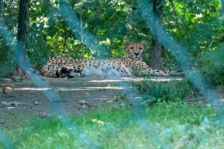 Südafrikanische Gepardin AYO am 31. August 2024 auf der Außenanlage im Grünen Zoo Wuppertal