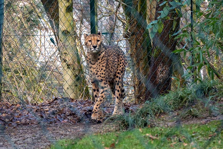 Südafrikanische Gepardin AYO am 8. Januar 2025 auf der Außenanlage im Zoologischen Garten Wuppertal