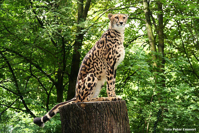 Königsgepardin HELEN (MARULA) im Zoologischen Garten Wuppertal im August 2005 (Foto Peter Emmert)