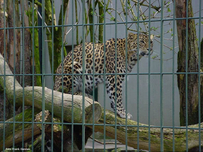 Leopard im Zoologischen Garten Wuppertal im April 2006 (Foto Frank Gennes)