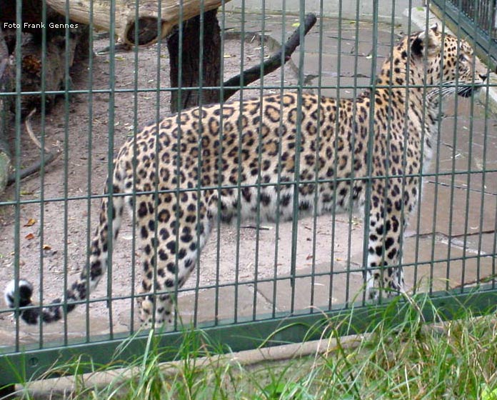 Leopard im Zoo Wuppertal im Oktober 2006 (Foto Frank Gennes)