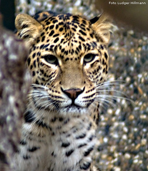 Indischer Leopard im Wuppertaler Zoo im November 2007 (Foto Ludger Hillmann)