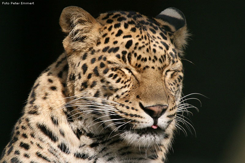 Indischer Leopard im Zoo Wuppertal im Oktober 2007 (Foto Peter Emmert)