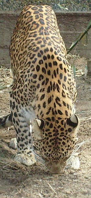 Indischer Leopard im Zoo Wuppertal im März 2009